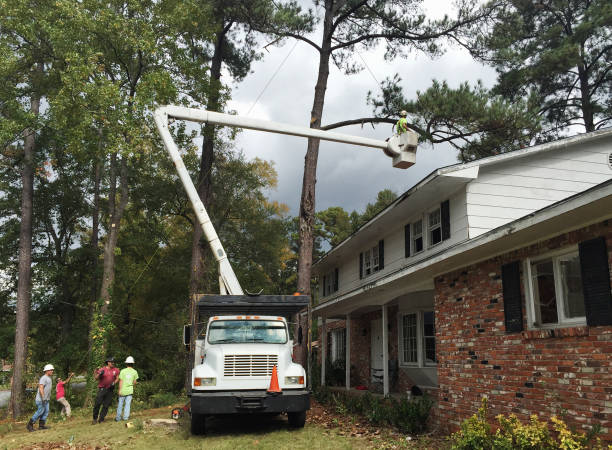 Reliable Brownstown, PA Tree Services Solutions