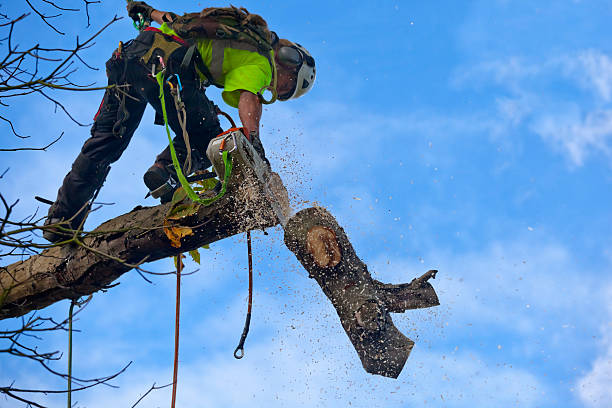 How Our Tree Care Process Works  in  Brownstown, PA